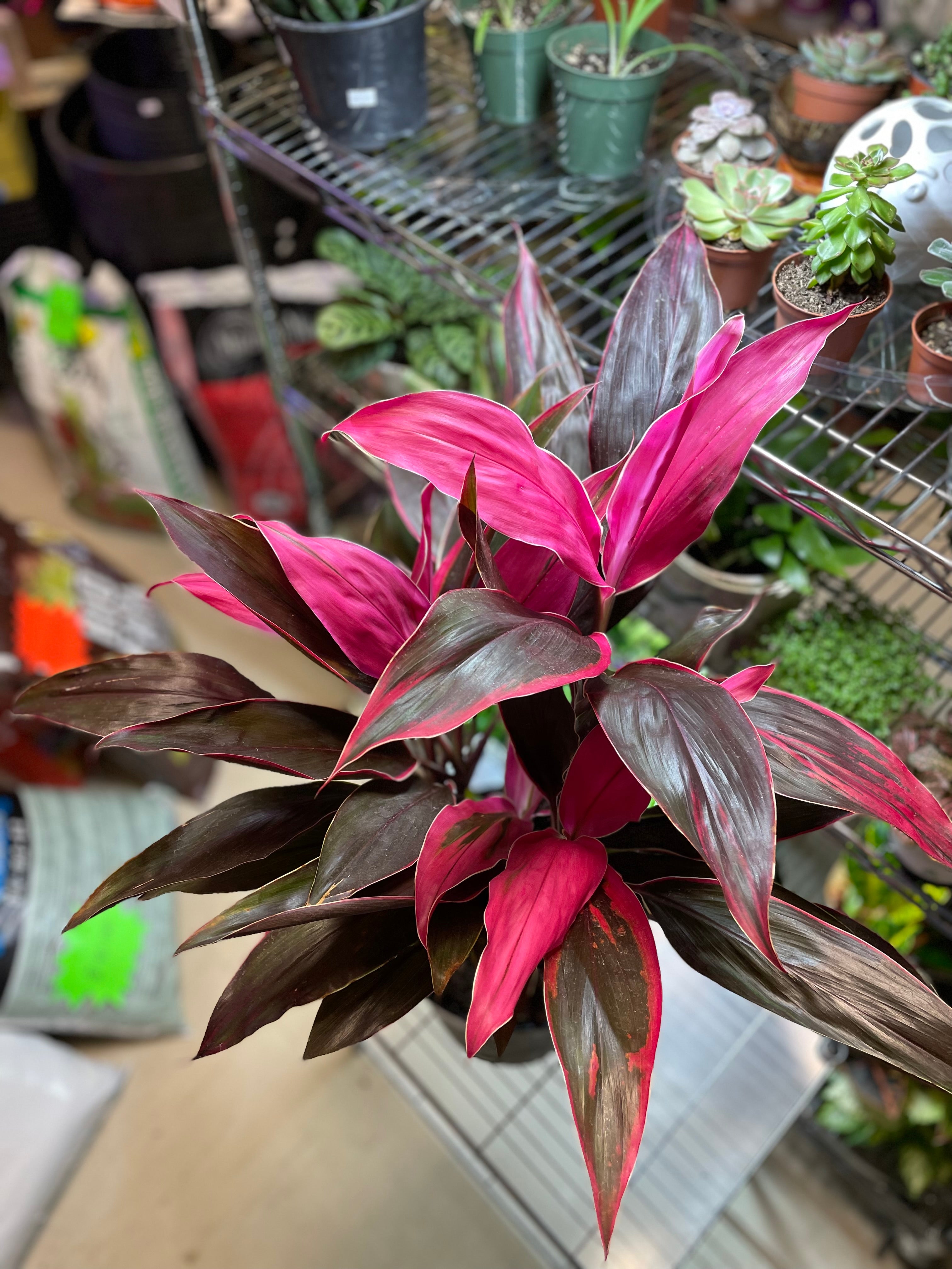 CORDYLINE MARIA 10"