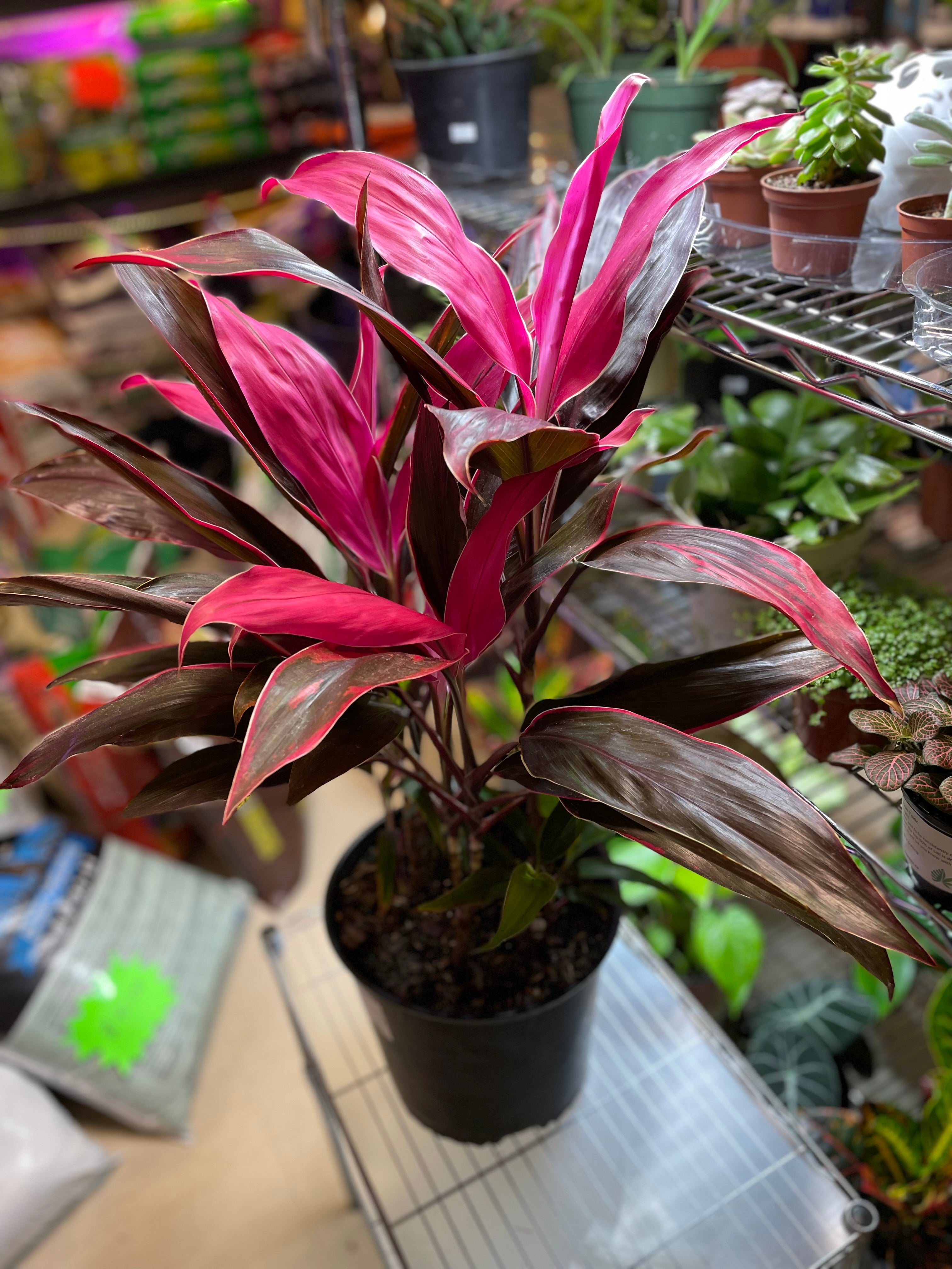 CORDYLINE MARIA 10"