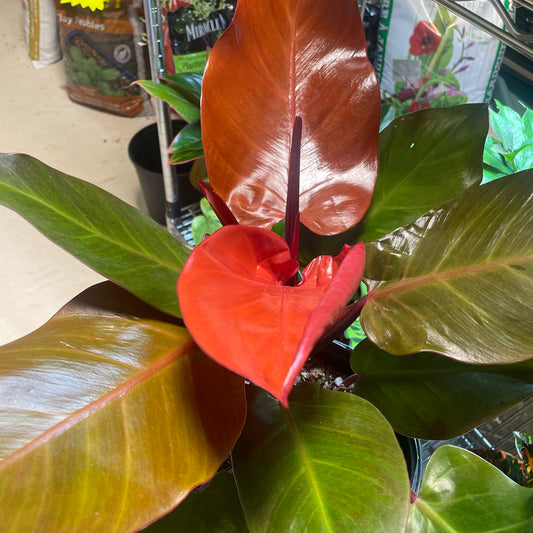 PHILODENDRON McCOLLEY FINALE 8"