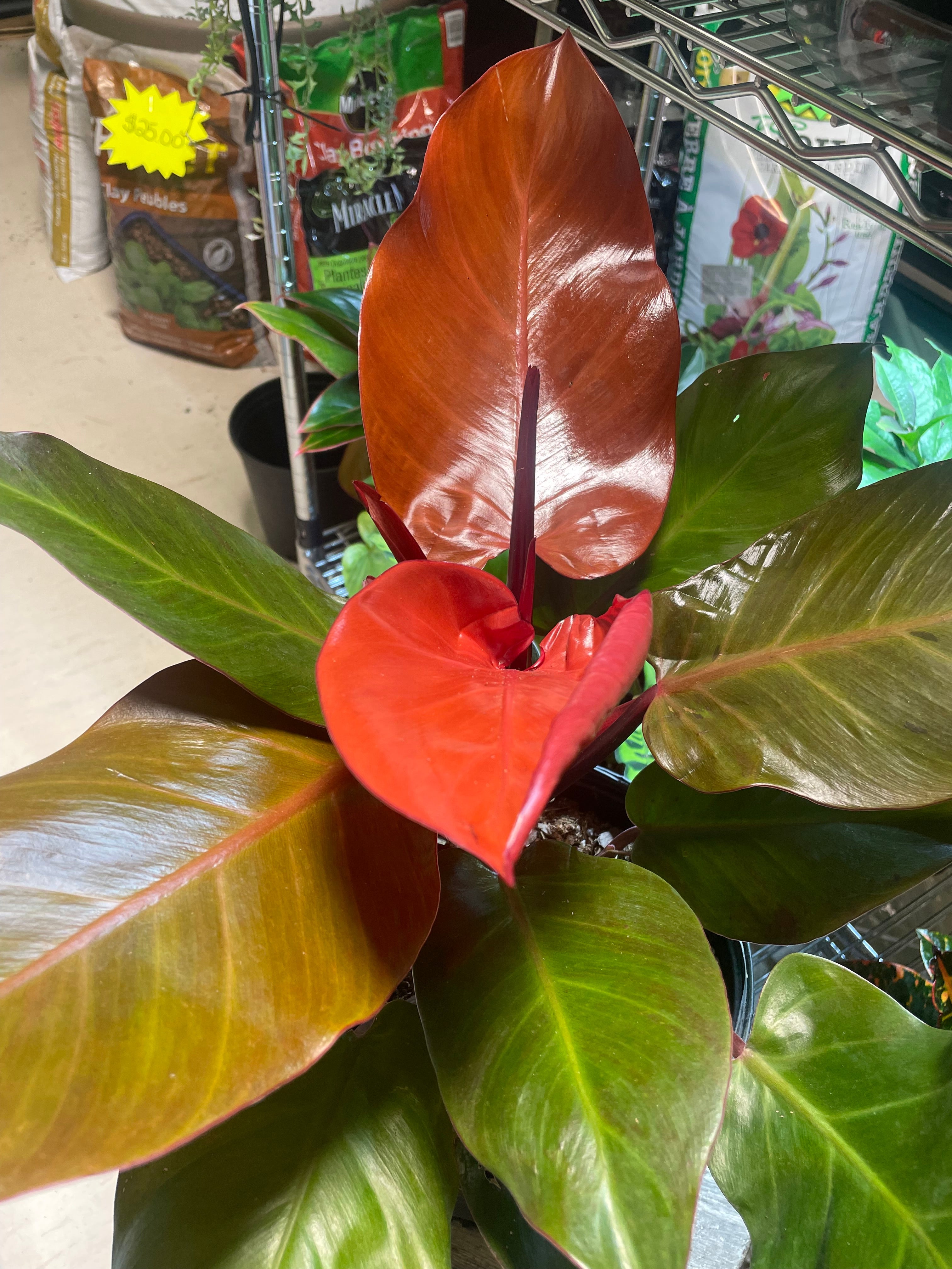 PHILODENDRON McCOLLEY FINALE 4" toxic