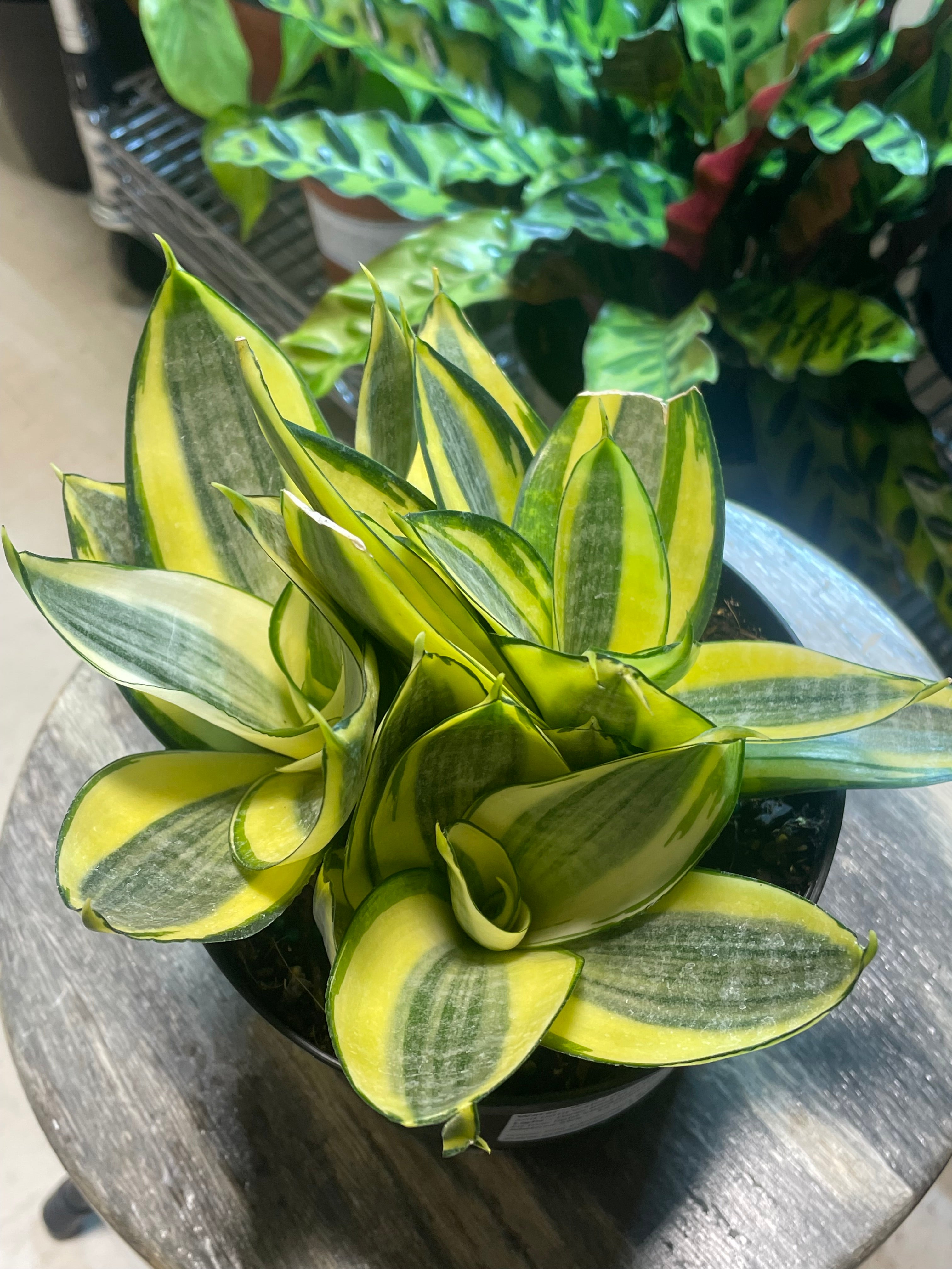 Sansevieria GOLDEN HAHNII 4" - TOXIC