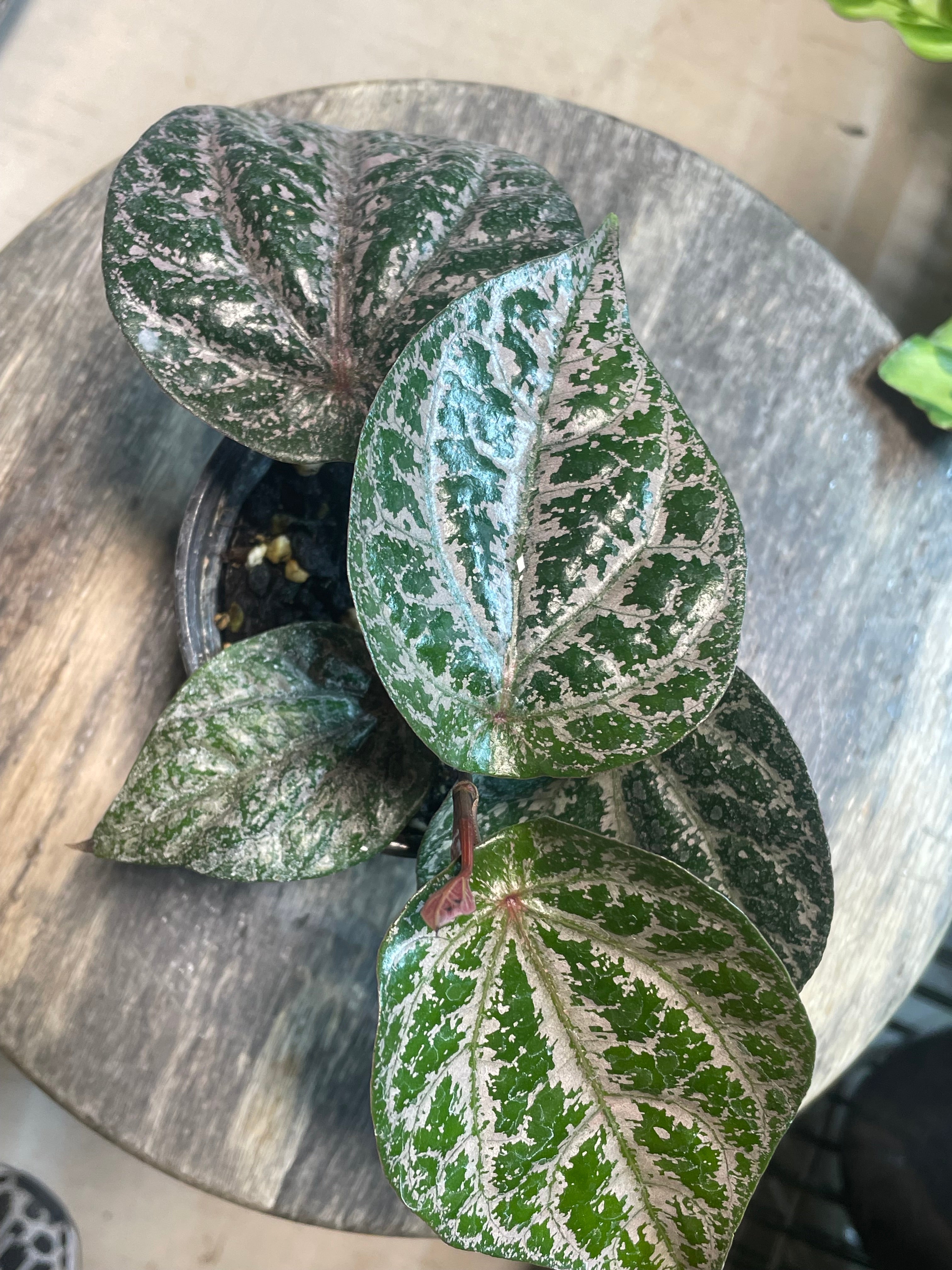 Piper Crocatum 10" on a moss pole - Toxic