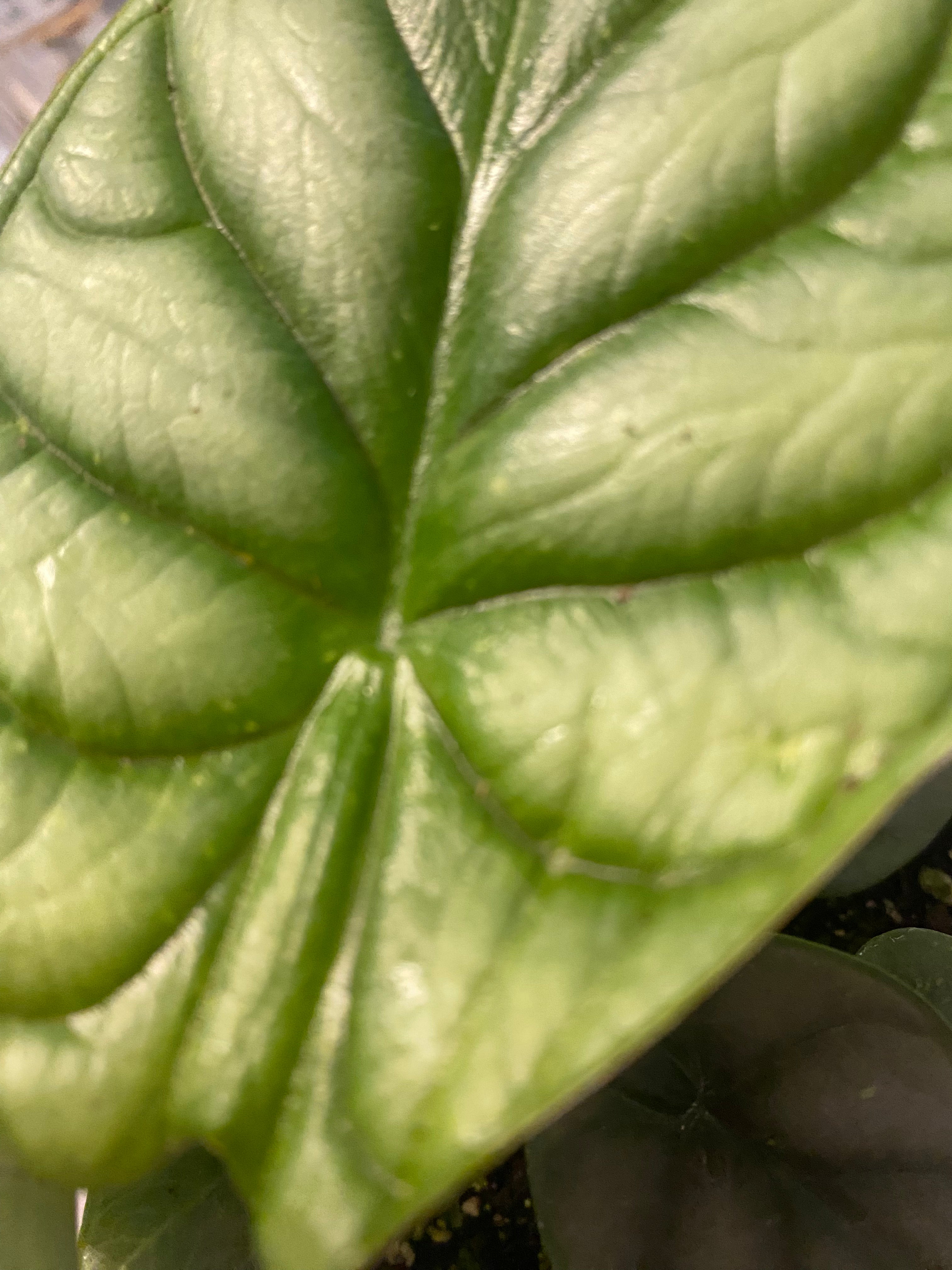 Alocasia Silver Dragon 6” Toxic