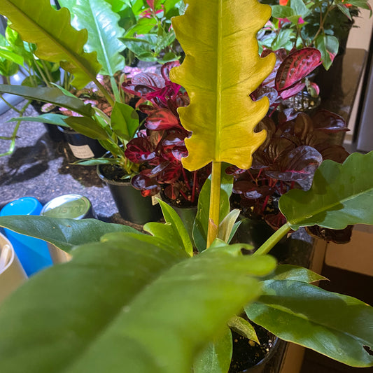 Philodendron Narrow 4" toxic