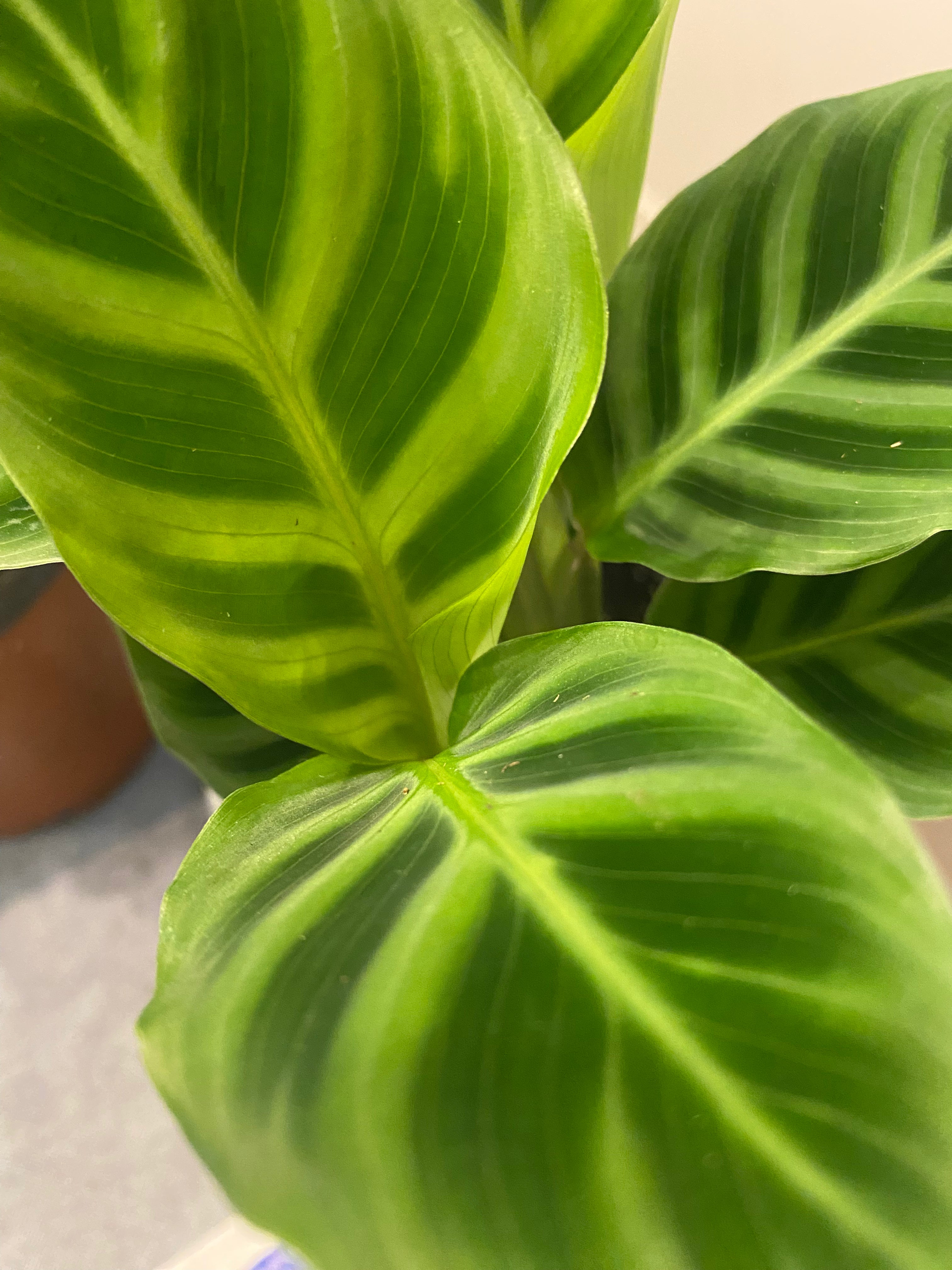 Calathea Assorted (Prayer Plant) non-toxic