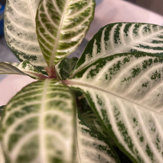 Aphelandra Snowflake Zebra Plant 4" non-toxic - GROW PRO Equipment & Supplies
