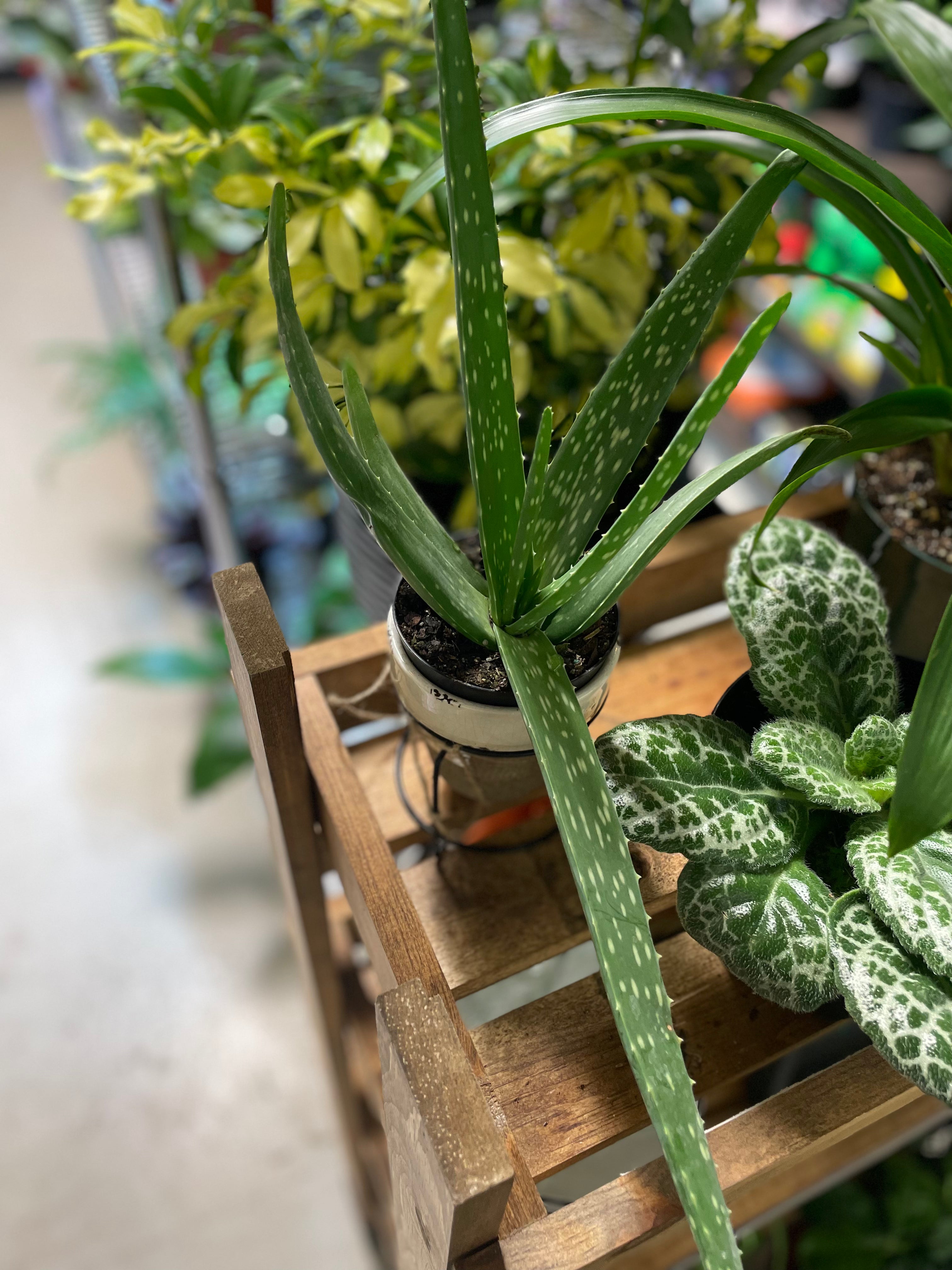 ALOE VERA 4” Toxic