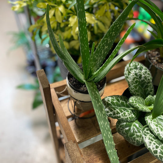 ALOE VERA 4” Toxic - GROW PRO Equipment & Supplies