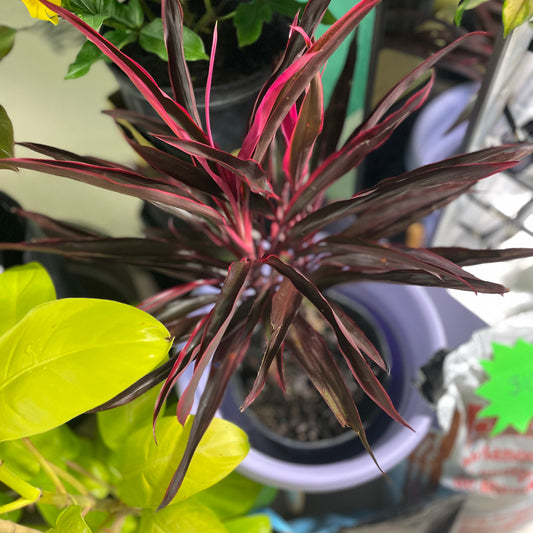 CORDYLINE HOT PEPPER/RED SISTER 10"