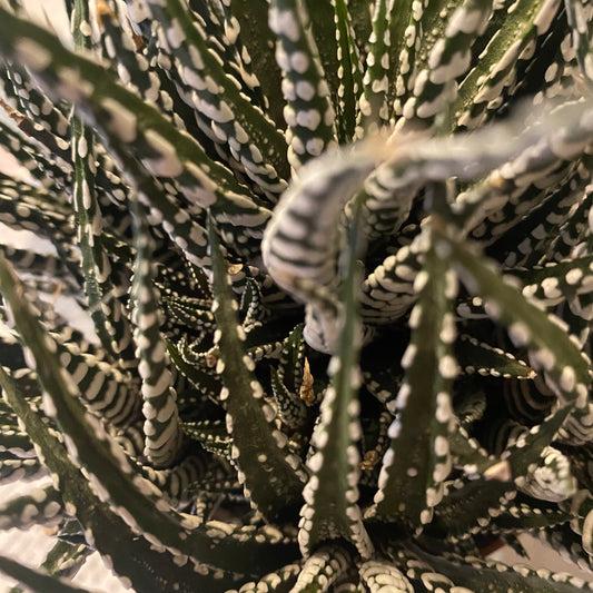 Haworthia Zebra non-toxic