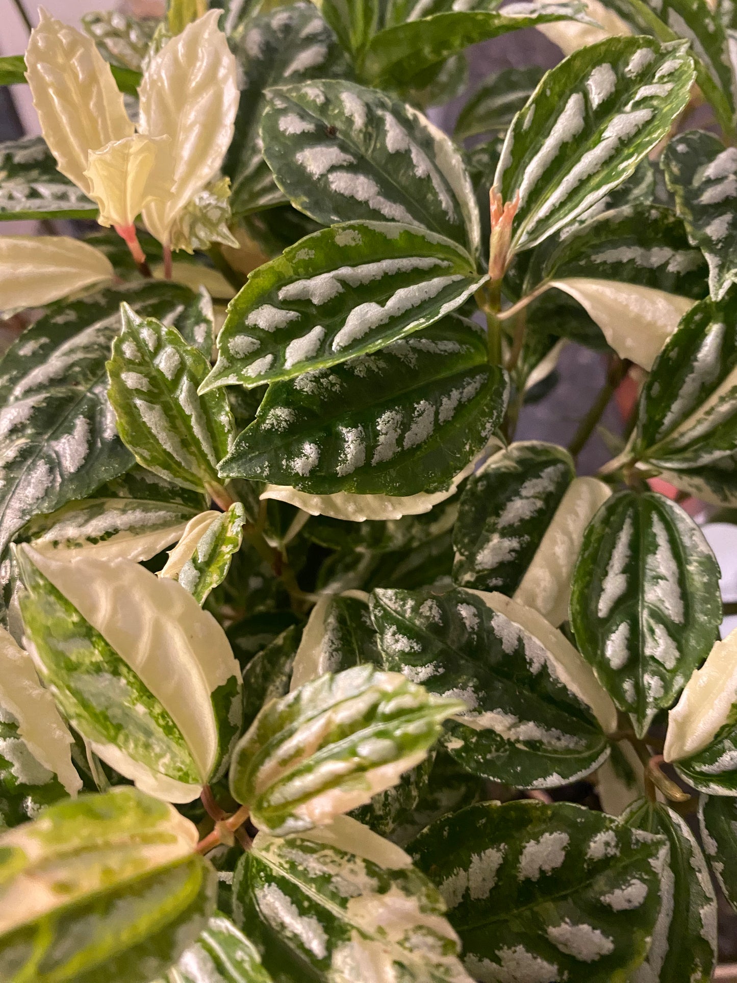 Aluminum Plant 6" - toxic