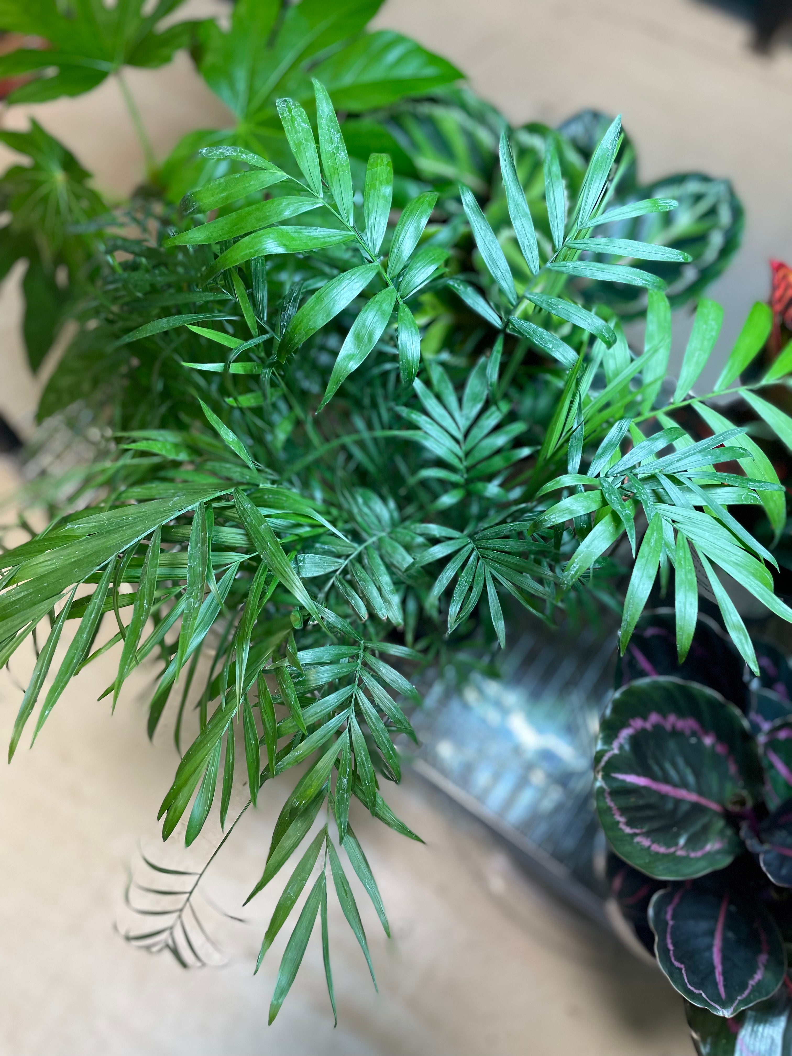 NEANTHE BELLA PALM 6” Non-Toxic