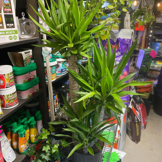 Dracaena Yucca Cane 10" Toxic
