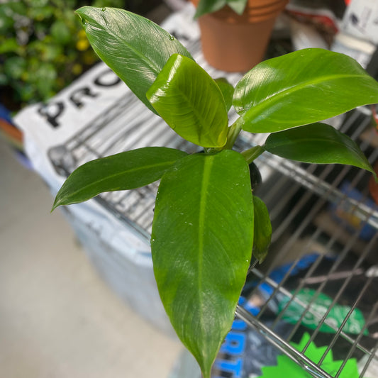 Philodendron Wendlandii 4" Toxic