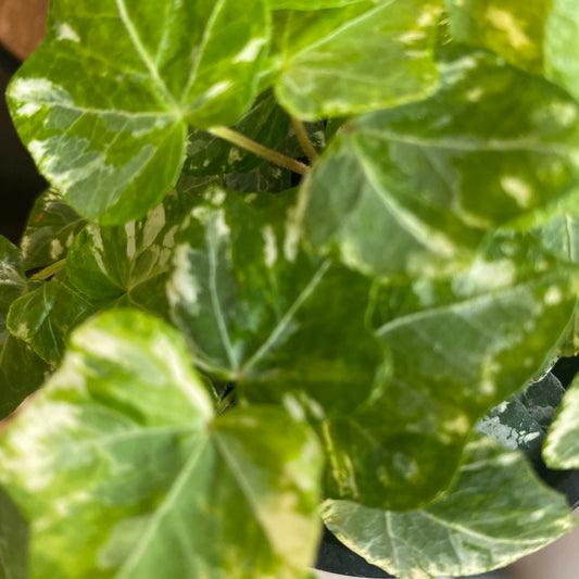 English Ivy 6” - HB toxic