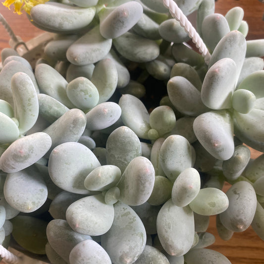 Pink Moonstone Succulent HB 8" - toxic