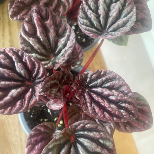 Peperomia Emerald Ripple 4" - non-toxic