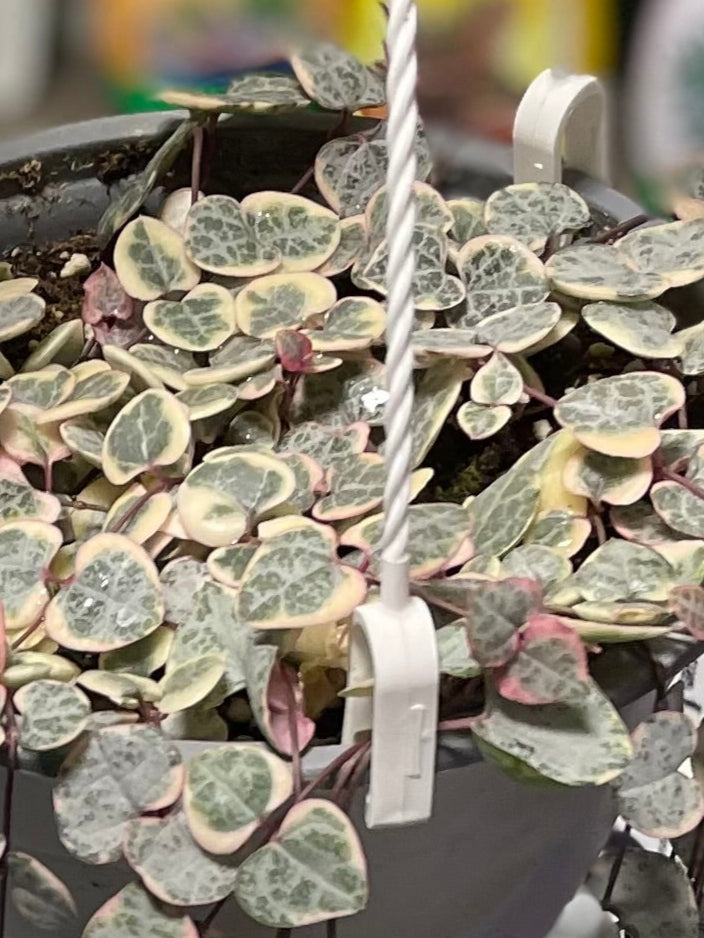 String of Hearts Variegated - 3" Non-Toxic