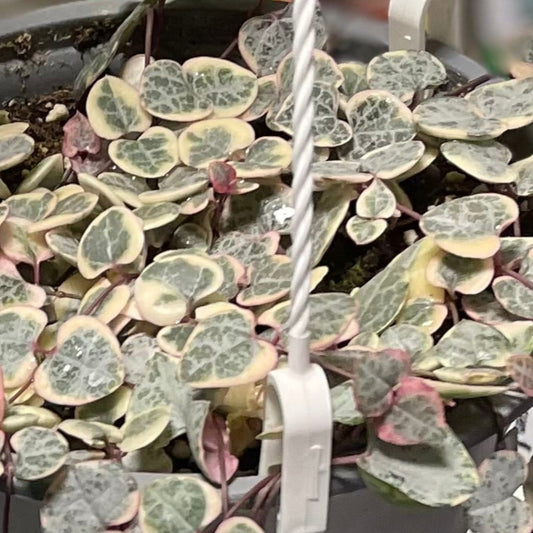String of Hearts Variegated - 3.5" Non-Toxic