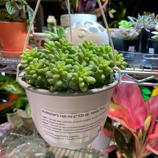 Burros Tail 6" HB (Sedium Morganianum)
