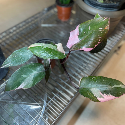Philodendron Pink Princess 4" - Toxic - GROW PRO Equipment & Supplies