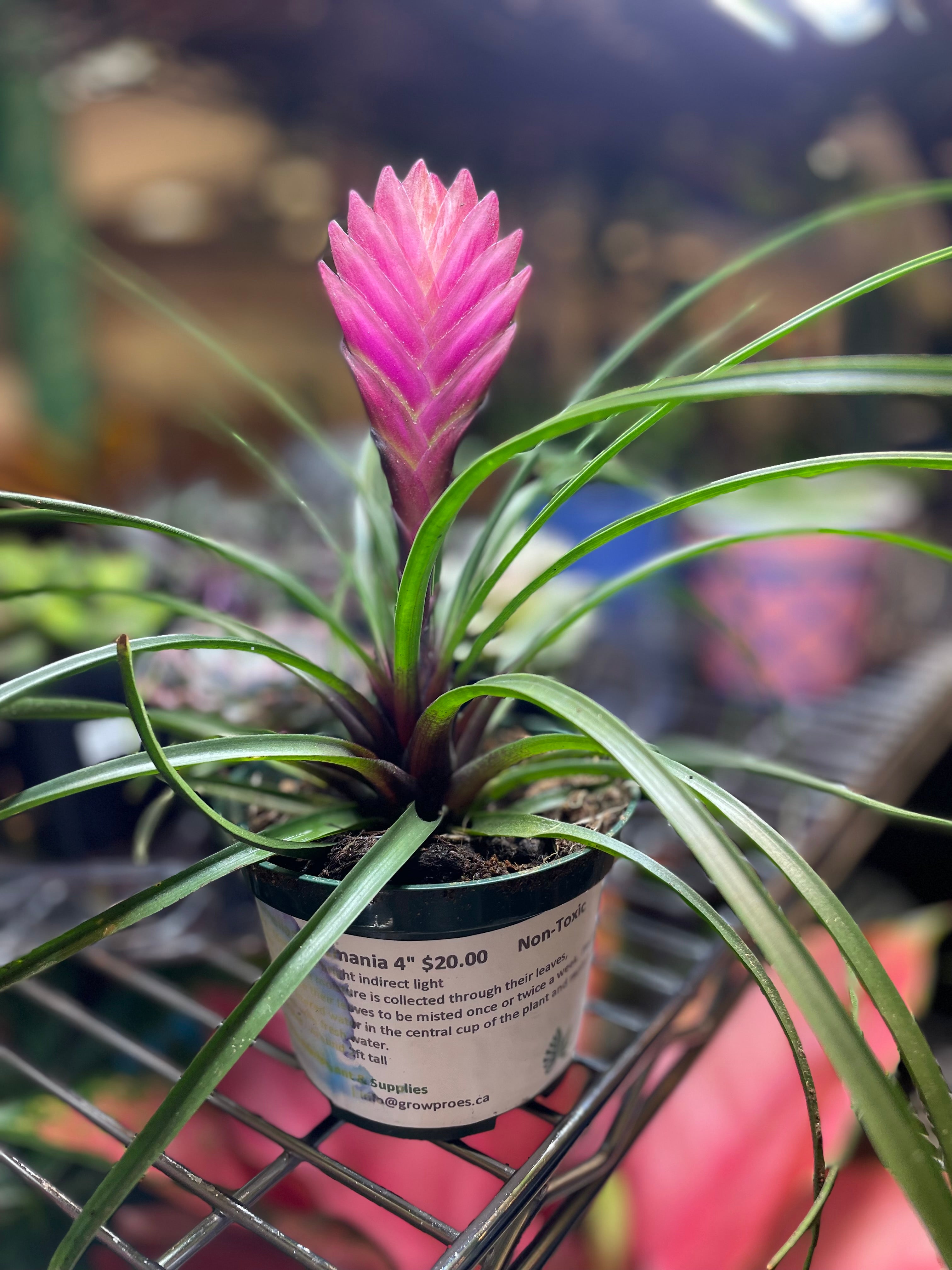 Bromeliad Tillandsia Antonio 5" - Non-Toxic