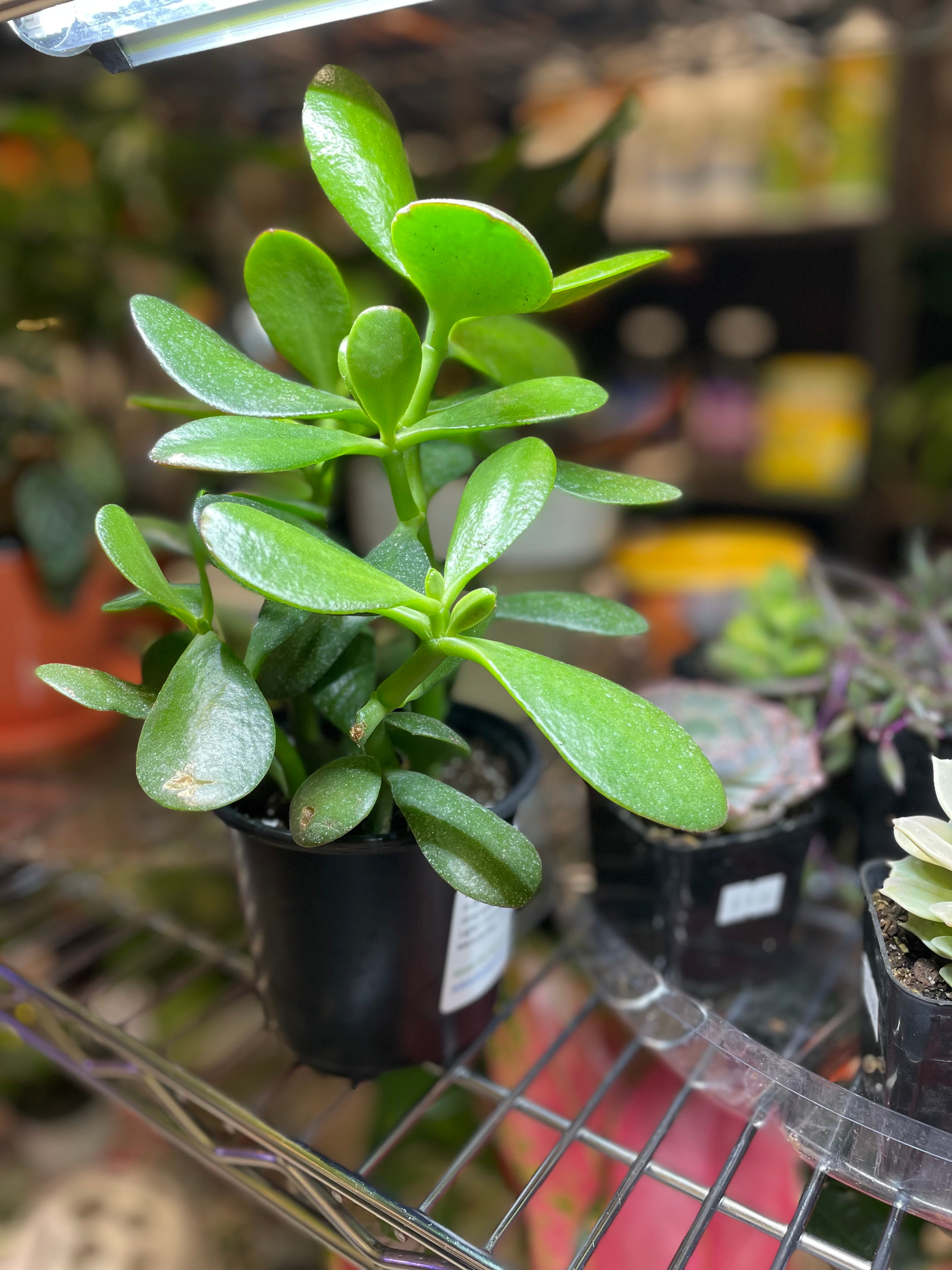 jade plant toxic Jade Plant - Various sizes
