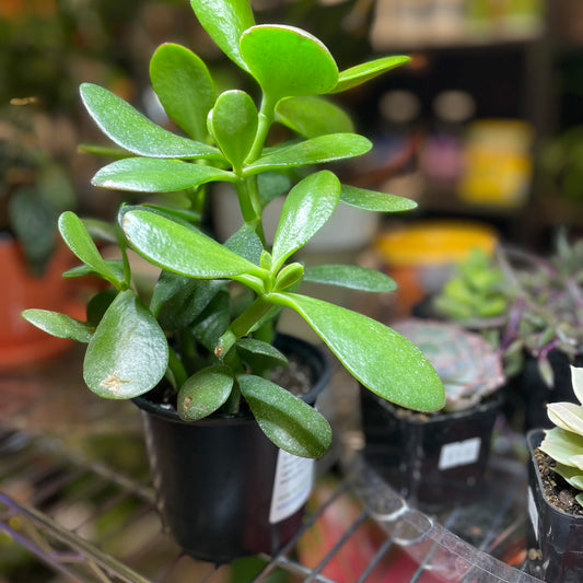 Jade Plant - Various sizes - Toxic - GROW PRO Equipment & Supplies