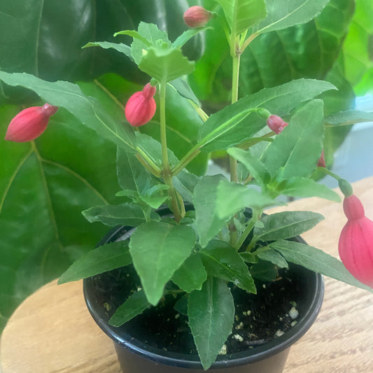 Fuchsia 4" non-toxic