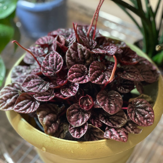 Peperomia Caperata Schumi Red 4" - Non-Toxic