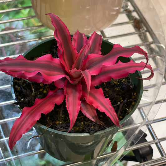 Cryptanthus Ruby 4" - Toxic