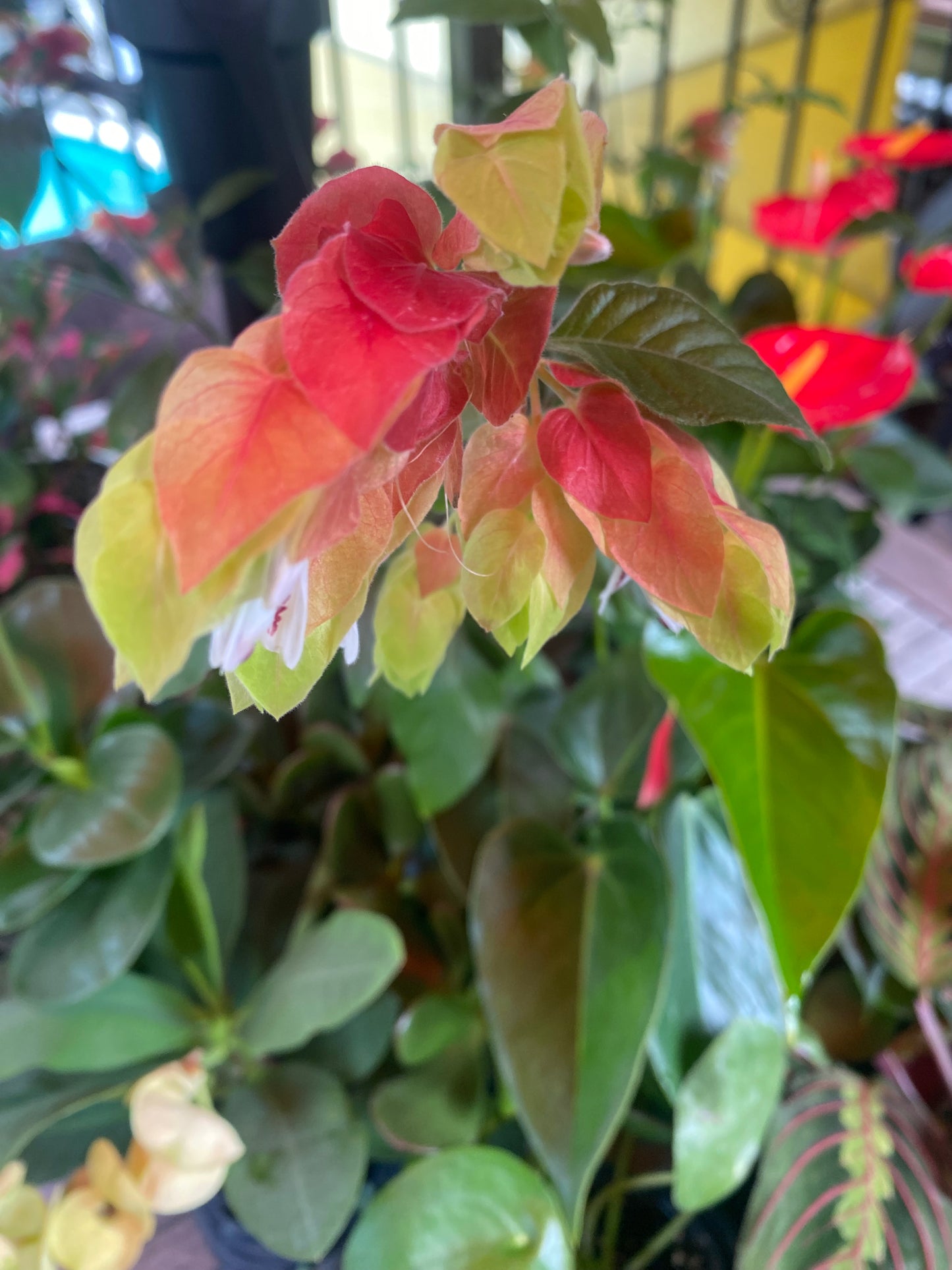 Justicia brandegeana aka (Shrimp Plant)