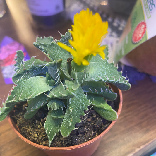 Faucaria - Tiger's Jaw - non-toxic