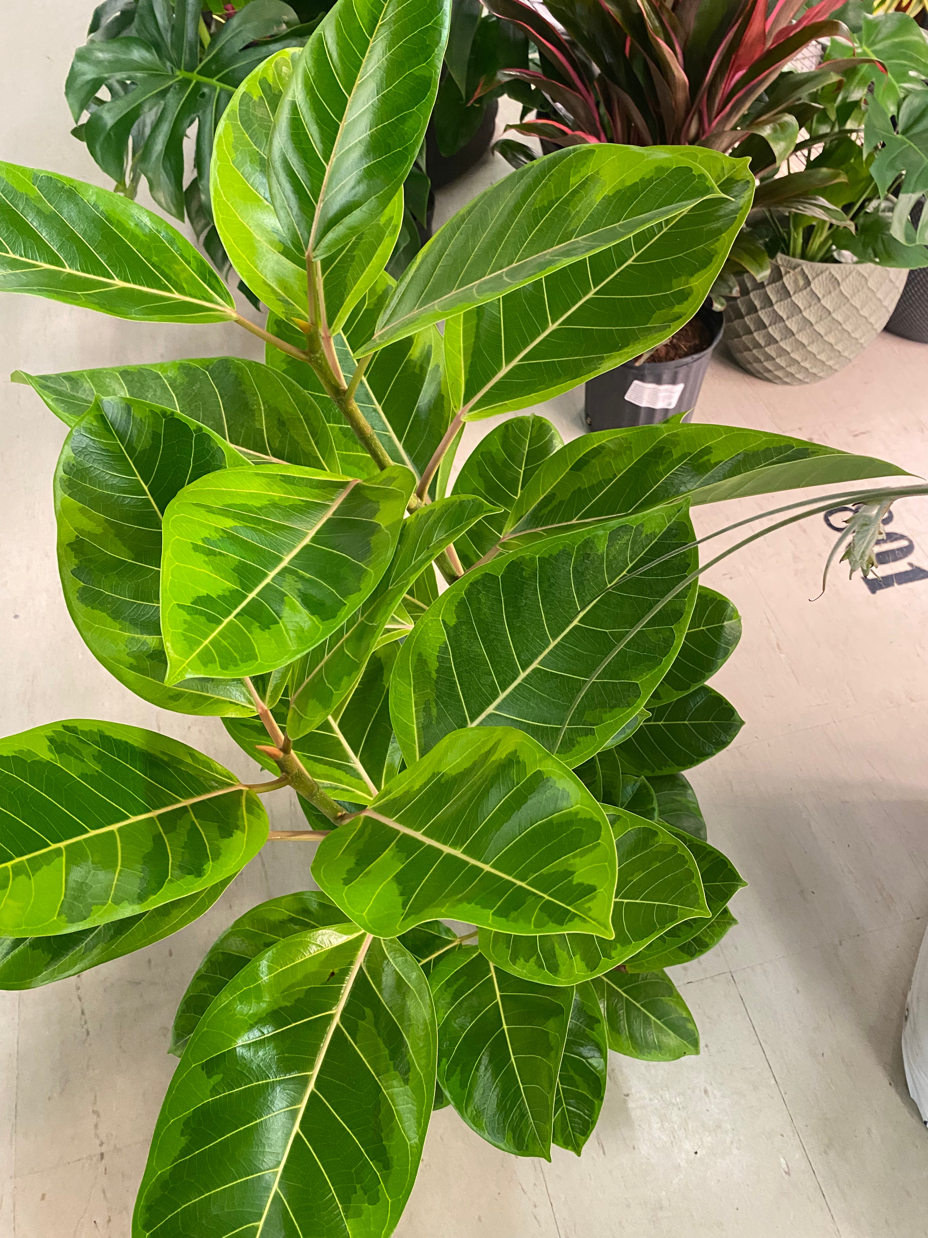 FICUS ALITISSIMA YELLOW GEM BUSH 10" toxic