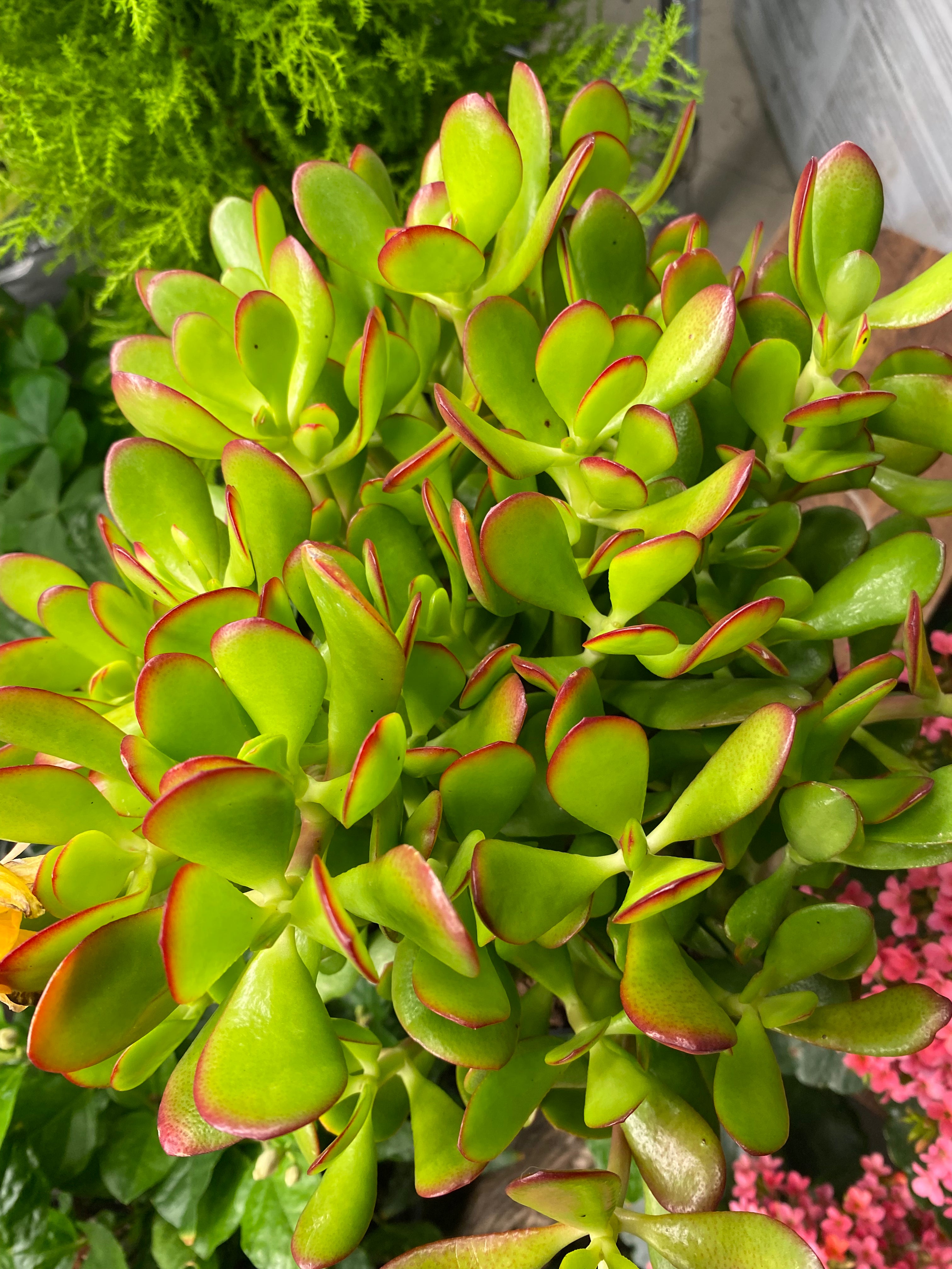 Crassula Ovata Obliqua Jade Plant 8" - Toxic