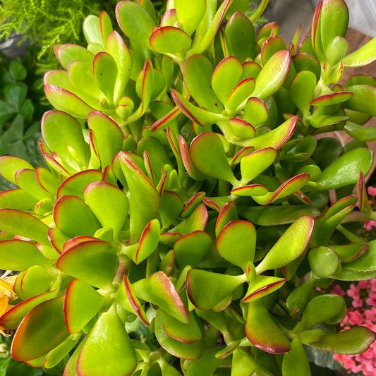 Crassula Ovata Obliqua Jade Plant 8" - Toxic