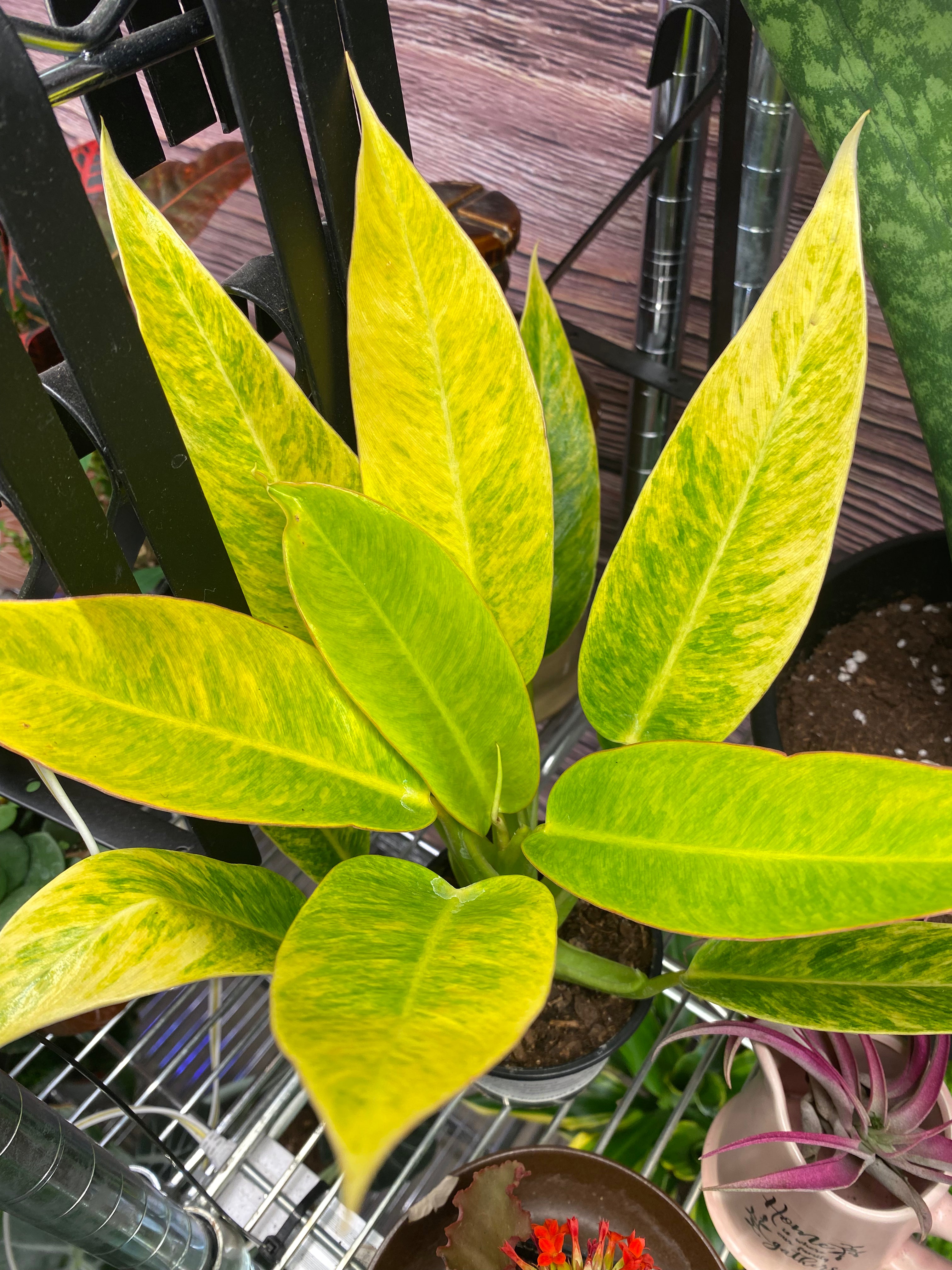 PHILODENDRON PAINTED LADY 4" TOXIC