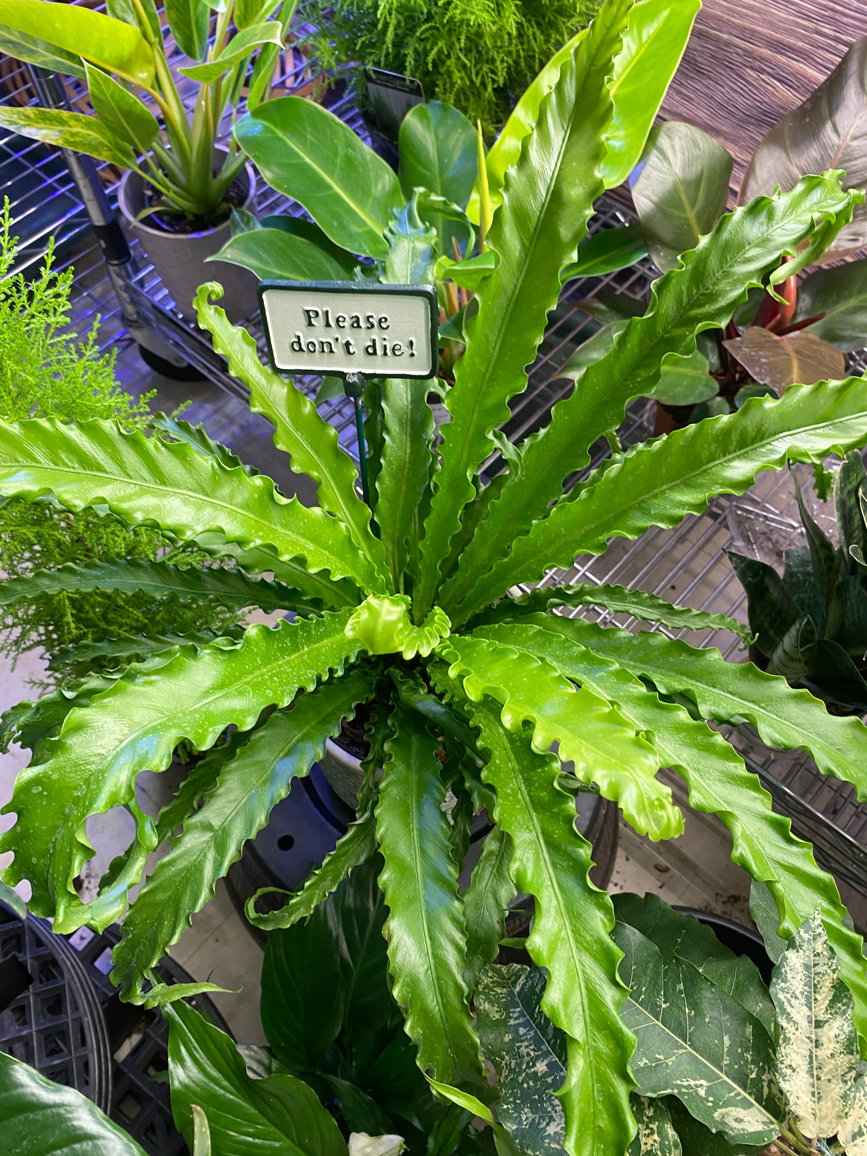 CRISPY WAVE FERN 6" non-toxic