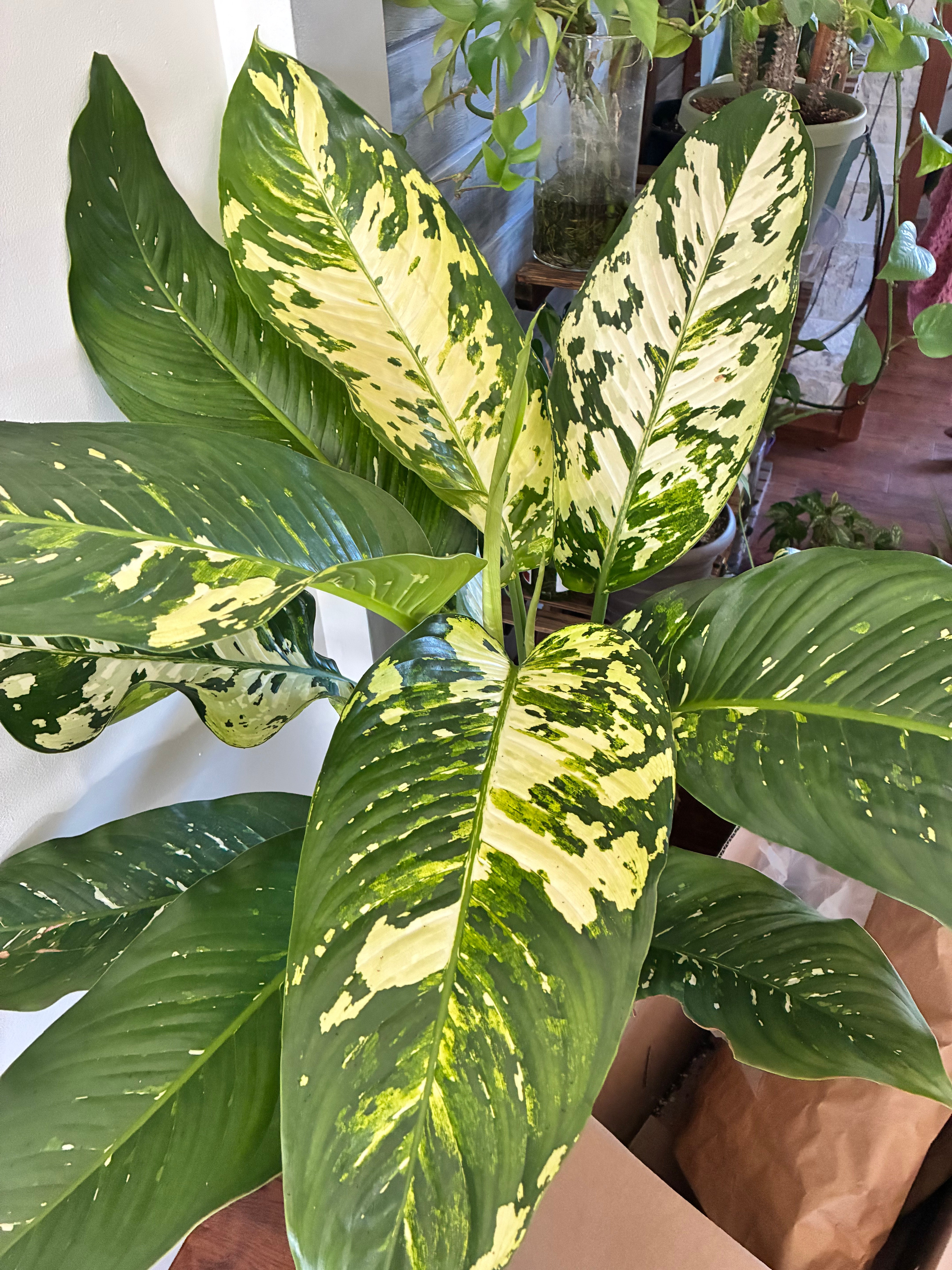 Dieffenbachia Elena 10" toxic