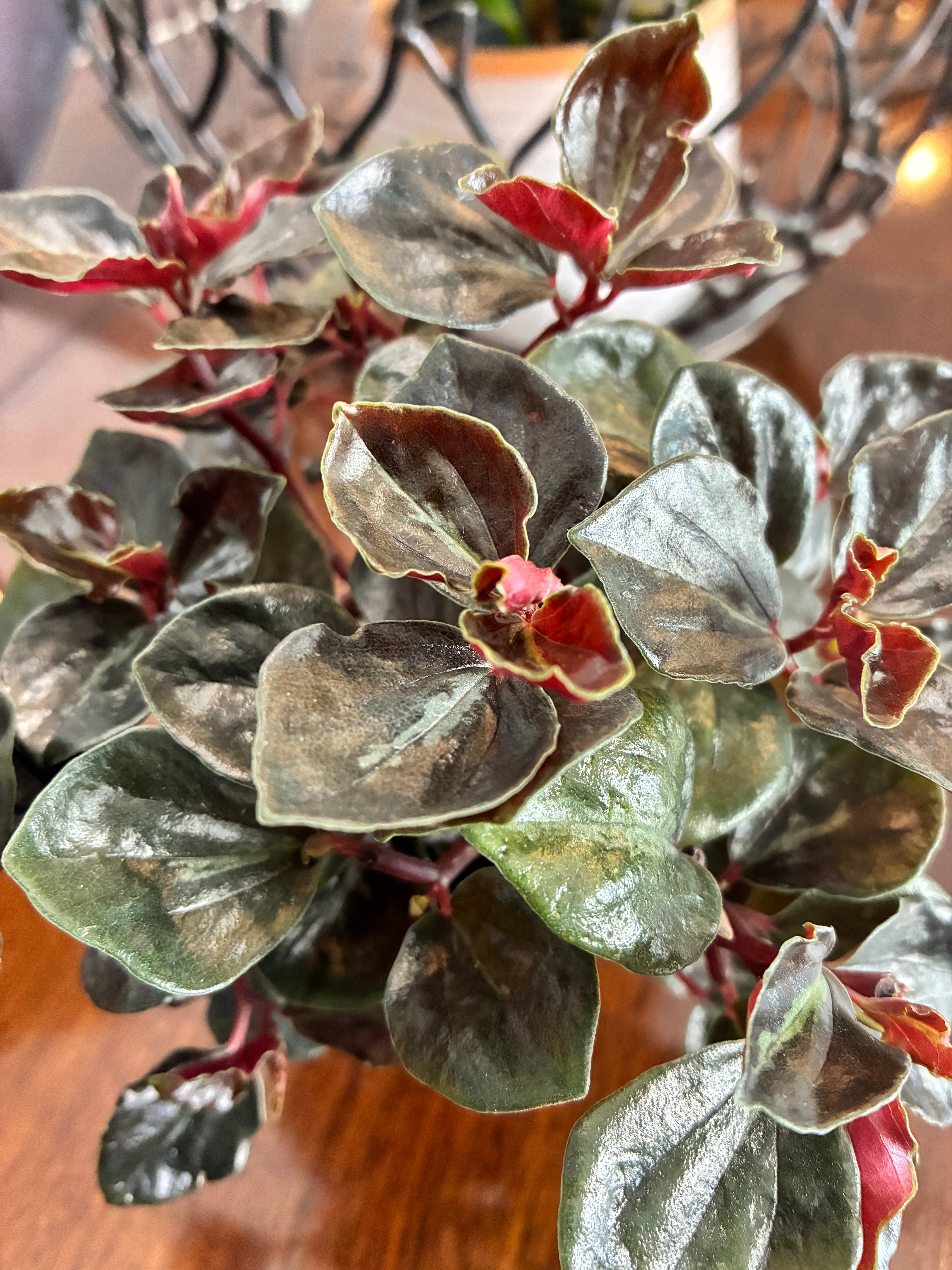 Peperomia Metallica Colombiana non-toxic