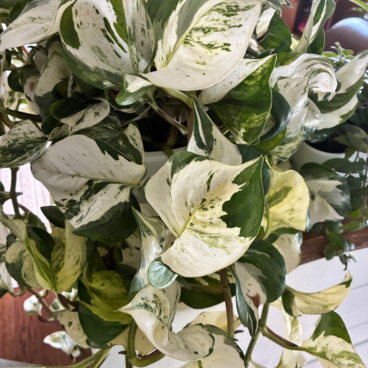 Pothos Manjula 3.5" HB - toxic