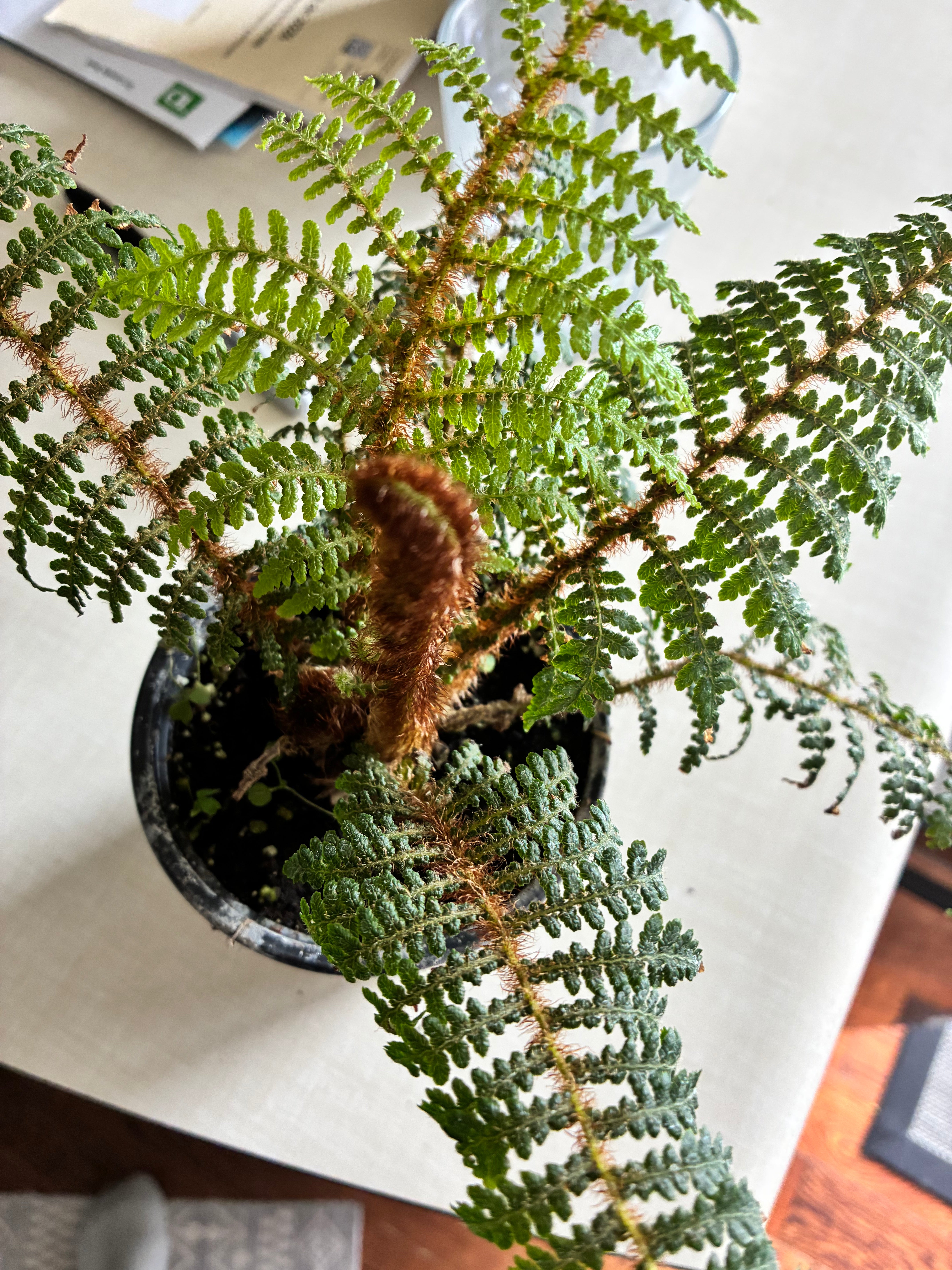 Braun's Holly Fern 4" - Non-toxic