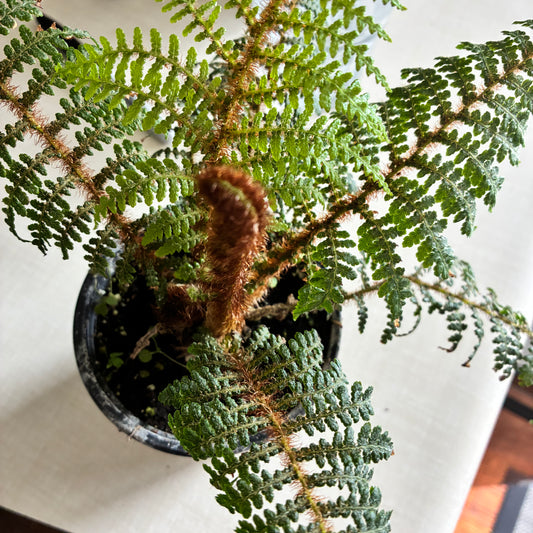 Braun's Holly Fern 4" - Non-toxic