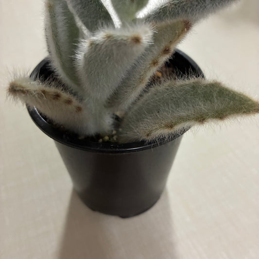 Kalanchoe Chocolate Soldier 3.5"- toxic