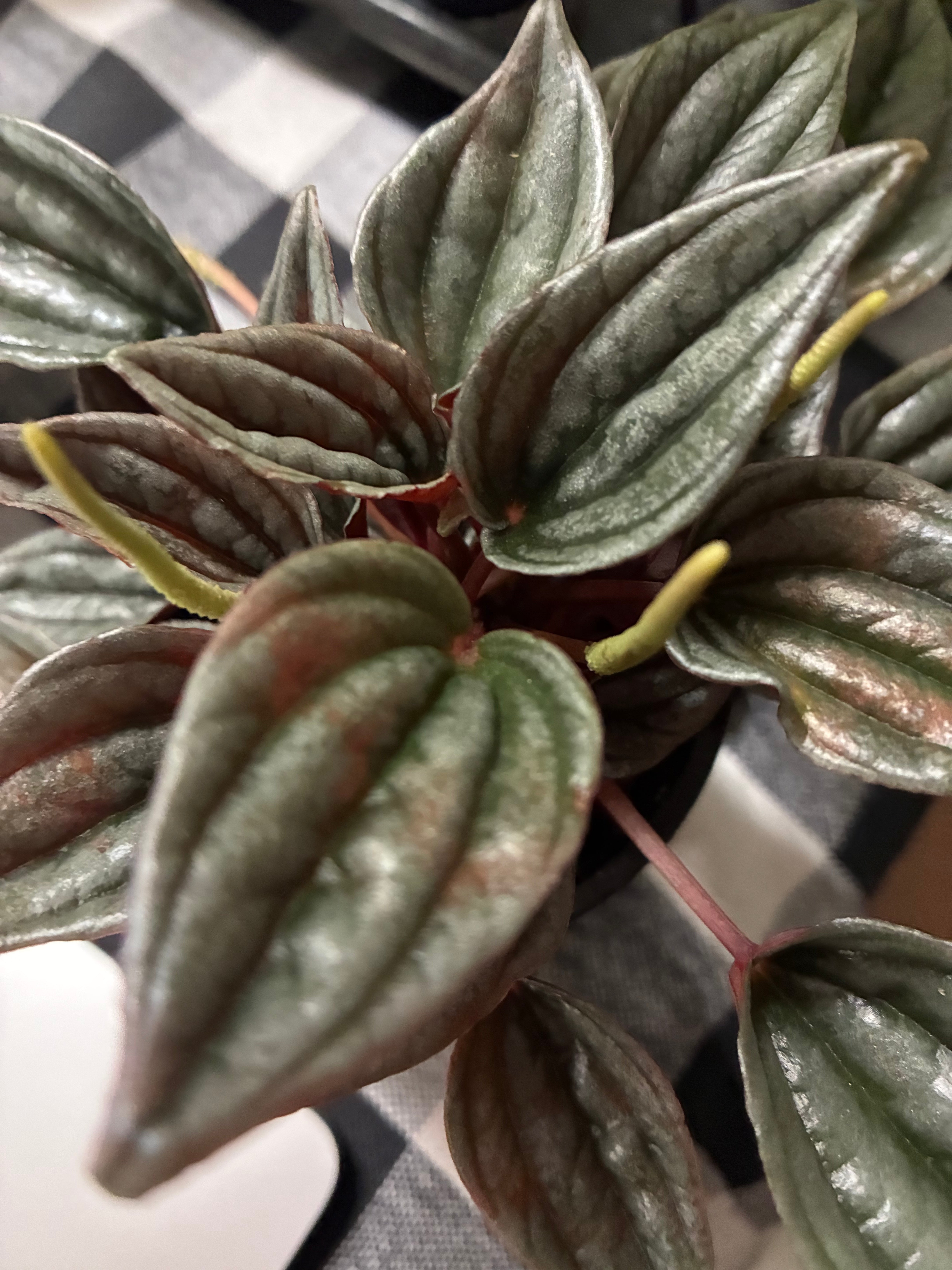 Peperomia Rosso 4" - non-toxic
