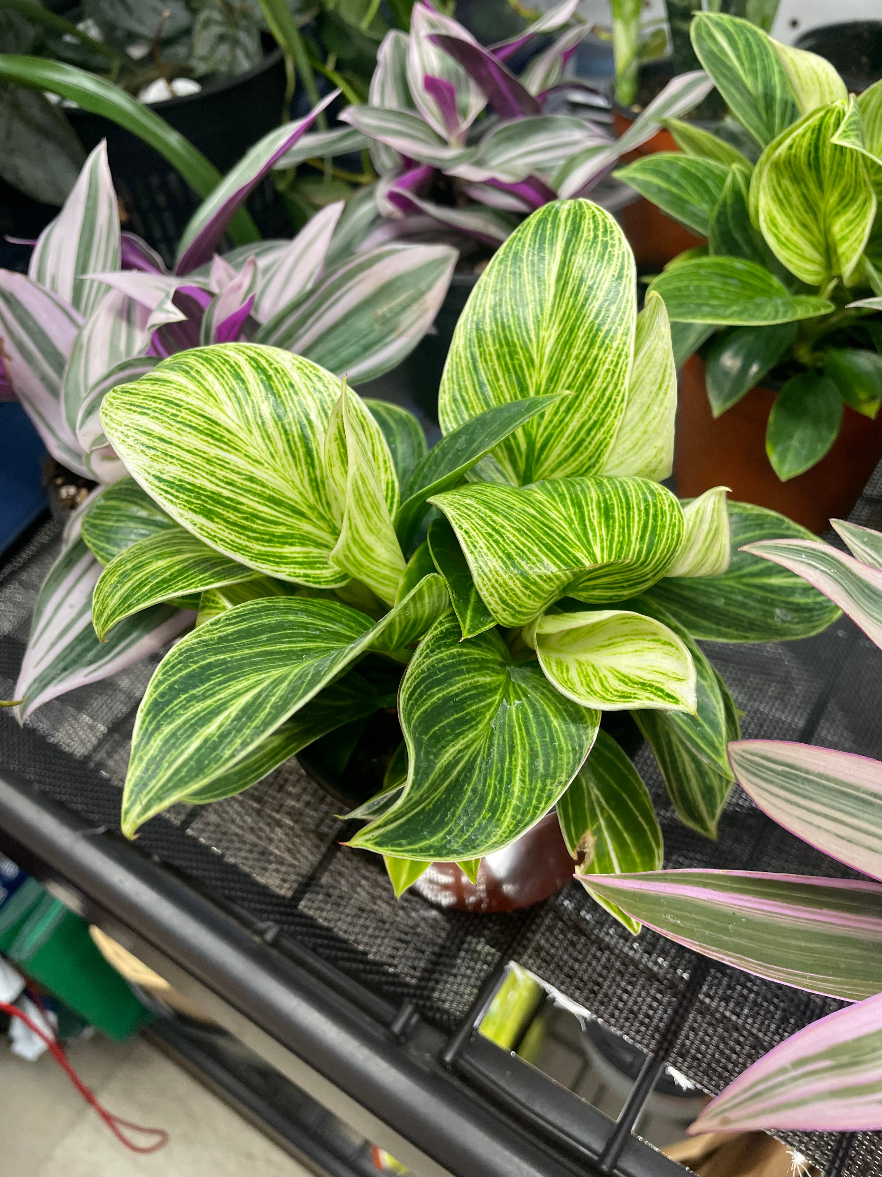 Philodendron White Measure 4" toxic