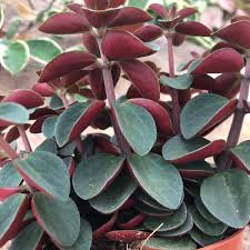 Peperomia Verticillata - non-toxic