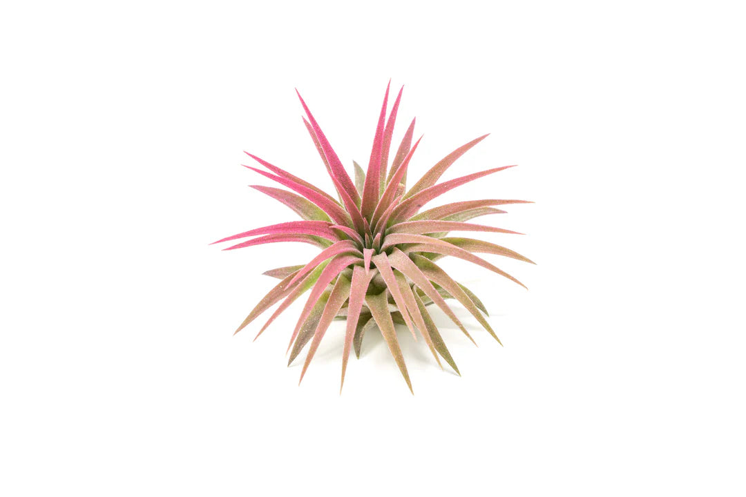 Tillandsia Air Plant Abdita v/Brachy RED 2-3"