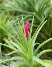 Tillandsia Air Plant Aeranthos Stricta PINK FLOWER 4-5"