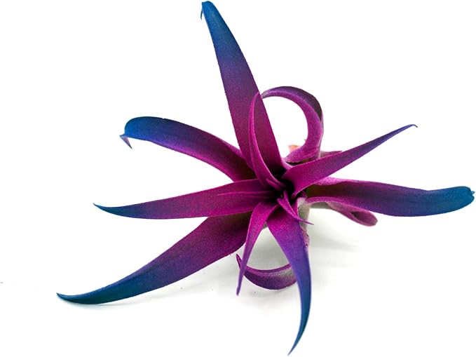 Tillandsia Air Plant Capitata FUCHSIA 2-3" non-toxic